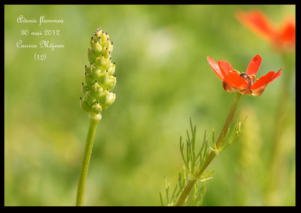 Adonis-flammea